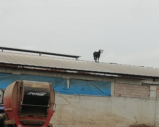 DANA YUVA YAPMIŞ AHIRIN DAMINA!