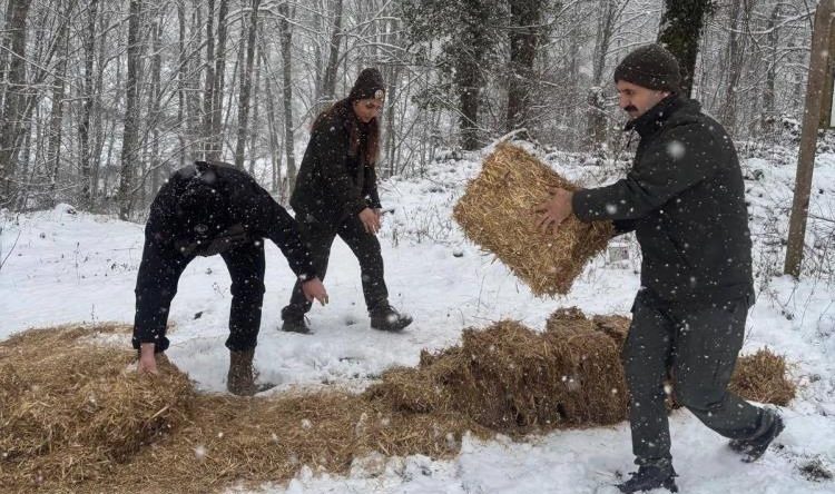 YABAN HAYVANLARI İÇİN YEM BIRAKILDI
