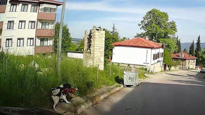 TAVUK HIRSIZI SOKAK KÖPEĞİ!