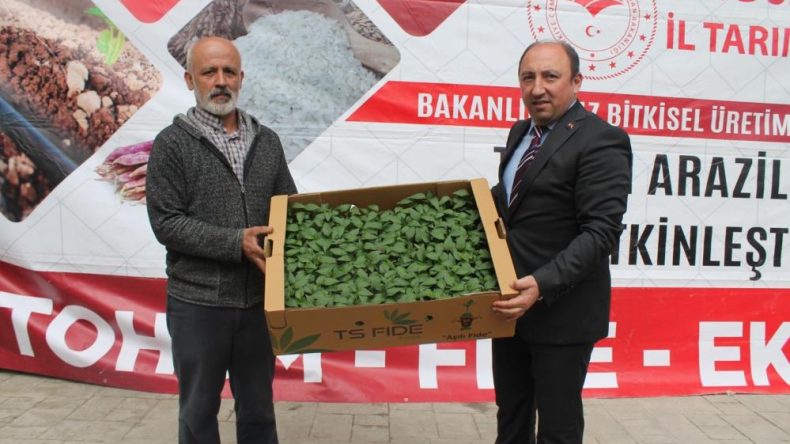 120 BİN SERTİFİKALI FİDE DAĞITILDI