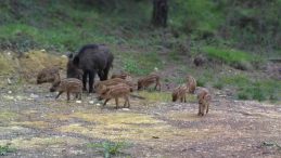 DOMUZ AİLESİ KAMERALARA POZ VERDİ