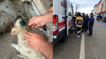 ADAM KÖPEĞİ ISIRDI!