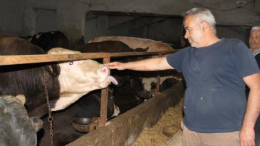 ANKARALILAR KURBAN ALMAK İÇİN O ŞEHRE GELİYOR