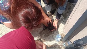 OTOMOBİLİN ÇARPTIĞI KEDİYİ KALP MASAJIYLA HAYATA DÖNDÜRDÜLER