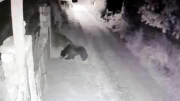 KÖYE İNEN AYI GÜVNLİK KAMERALARINDA