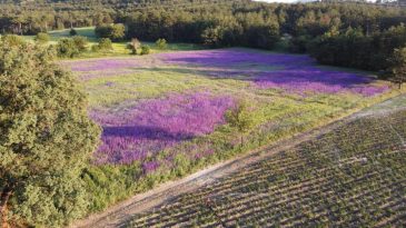 BUĞDAY EKTİ ÇİÇEK AÇTI