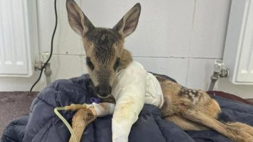 TALİHSİZ KARACA TEDAVİ EDİLDİ