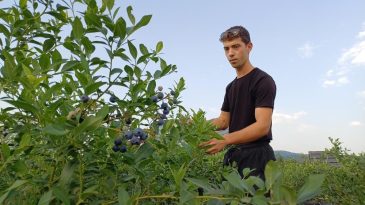 GİRİŞİMCİ ÜNİVERSİTE ÖĞRENCİSİ 15 TON HASAT BEKLİYOR