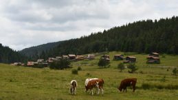 33 YAYLA KORUMA ALTINA ALINIYOR