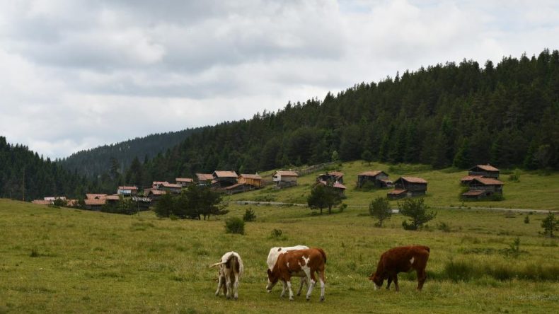 33 YAYLA KORUMA ALTINA ALINIYOR