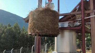 SAFRANOVA’DA LAVANTA HASADI ZAMANI