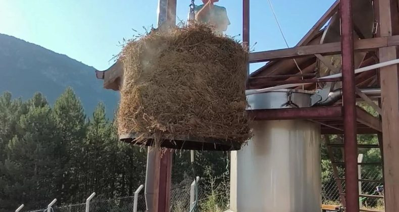 SAFRANOVA’DA LAVANTA HASADI ZAMANI