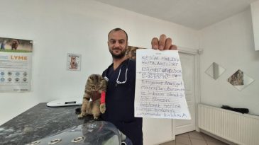 ESKİDEN BEBEKLER, ŞİMDİ İSE KEDİLER!