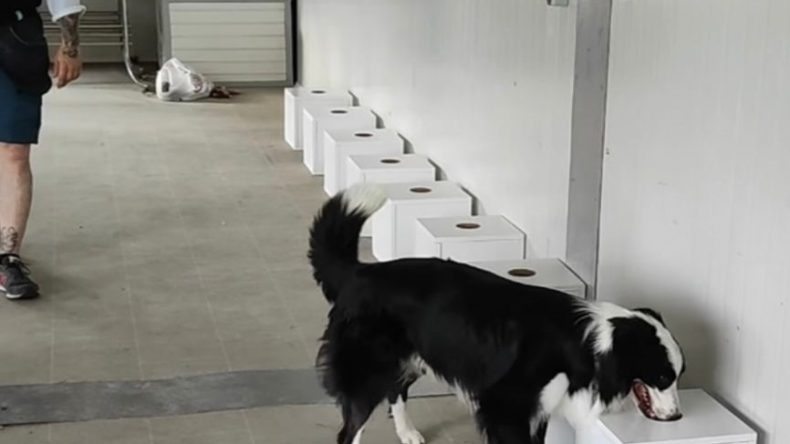 DEDEKTÖR KÖPEKLER İSTİLACI BÖCEKLERİ SINIR KAPILARINDA TESPİT EDECEK