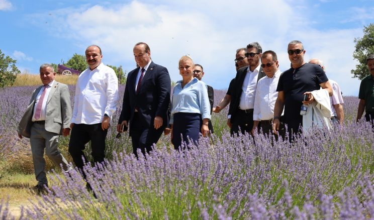 CHP LAVANTA KOKULU SAFRAN TARLASI KIVAMINDA