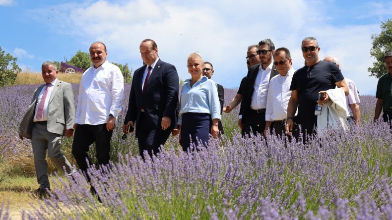 CHP LAVANTA KOKULU SAFRAN TARLASI KIVAMINDA