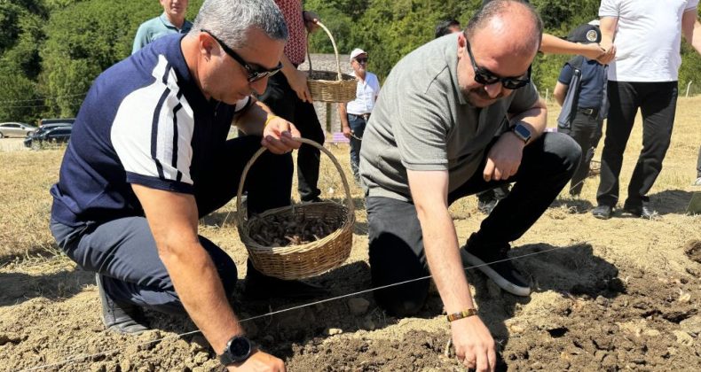 SOĞAN EKTİK ALTIN ALACAĞIZ!