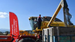 23 BİN 500 DEKAR AYÇİÇEĞİ EKİLDİ