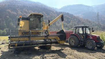 ÇELTİKTE VERİM DÜŞÜK