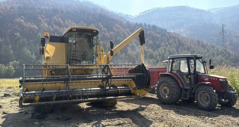 ÇELTİKTE VERİM DÜŞÜK