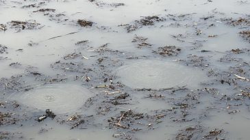 EFTENİ GÖLETİ’NDE KORKUTAN GÖRÜNTÜ