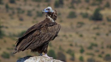 AKBABALARIN YİYECEK DÖNGÜSÜ