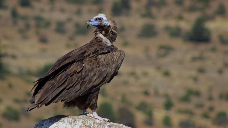 AKBABALARIN YİYECEK DÖNGÜSÜ