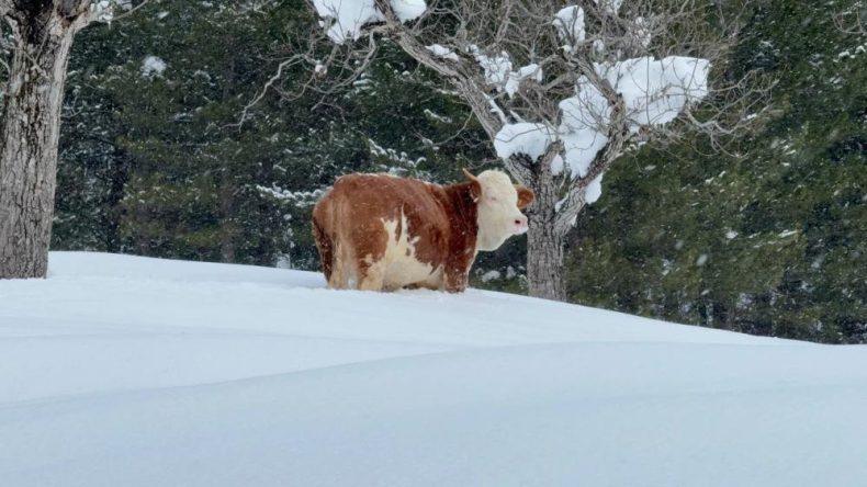 KAR KALINLIĞI 1.5 METREYİ GEÇTİ