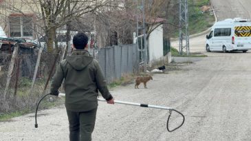 HASTA ÇAKAL TEDAVİ EDİLDİ