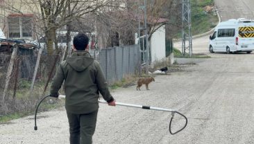 HASTA ÇAKAL TEDAVİ EDİLDİ