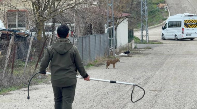 HASTA ÇAKAL TEDAVİ EDİLDİ