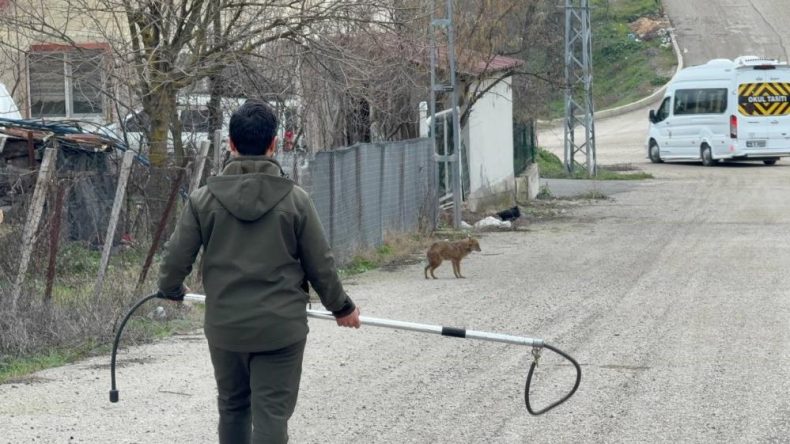 HASTA ÇAKAL TEDAVİ EDİLDİ