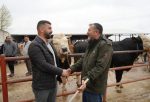 850 KİLOLUK TOSUN 340 BİN LİRAYA ALICI BULDU