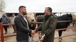 850 KİLOLUK TOSUN 340 BİN LİRAYA ALICI BULDU