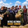 ALTIN BİTKİDE HASAT ZAMANI