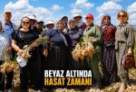 ALTIN BİTKİDE HASAT ZAMANI