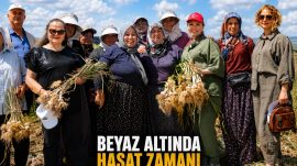 ALTIN BİTKİDE HASAT ZAMANI