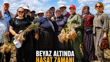 ALTIN BİTKİDE HASAT ZAMANI