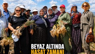 ALTIN BİTKİDE HASAT ZAMANI