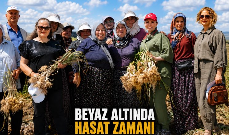 ALTIN BİTKİDE HASAT ZAMANI