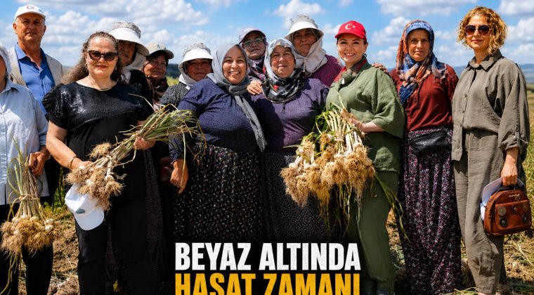ALTIN BİTKİDE HASAT ZAMANI
