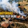 SAMANLIK YANGINI AHIRLARA SIÇRADI
