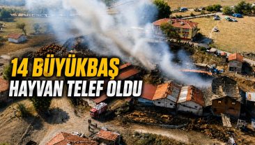 SAMANLIK YANGINI AHIRLARA SIÇRADI