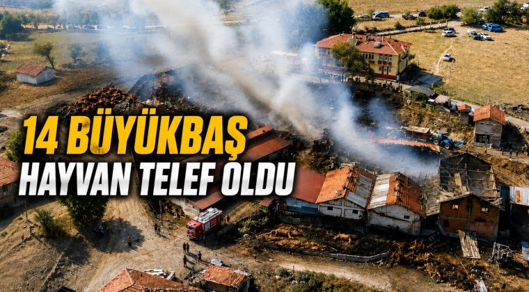 SAMANLIK YANGINI AHIRLARA SIÇRADI