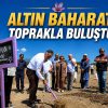 SAFRANOVA’YA 500 KİLOGRAM SAFRAN DİKİLDİ