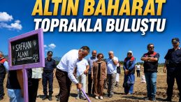 SAFRANOVA’YA 500 KİLOGRAM SAFRAN DİKİLDİ