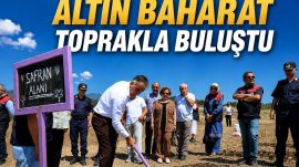 SAFRANOVA’YA 500 KİLOGRAM SAFRAN DİKİLDİ