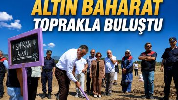 SAFRANOVA’YA 500 KİLOGRAM SAFRAN DİKİLDİ