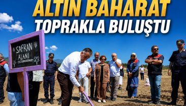 SAFRANOVA’YA 500 KİLOGRAM SAFRAN DİKİLDİ