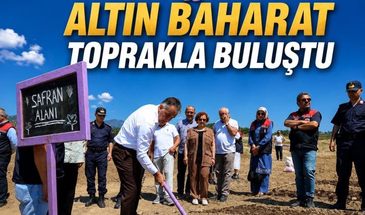 SAFRANOVA’YA 500 KİLOGRAM SAFRAN DİKİLDİ